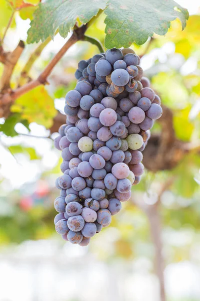 Uvas Vermelhas Vinha — Fotografia de Stock