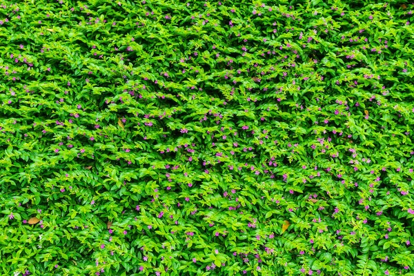 Bahçedeki yeşil bitkiler