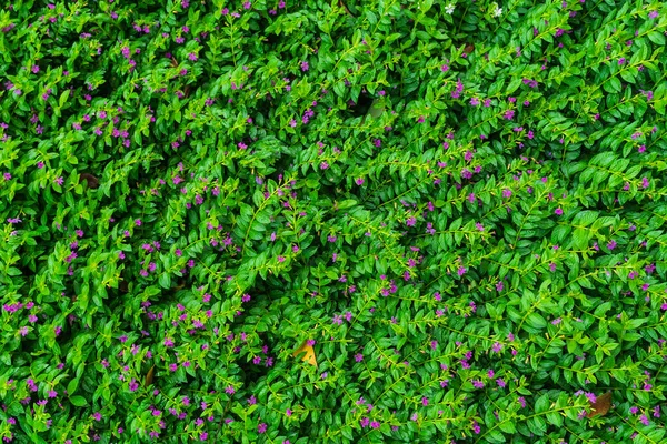 Rumput Hijau Dan Bunga Bunga Kebun — Stok Foto