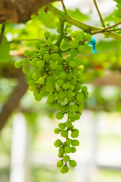 Букет Зеленого Винограду Лозі — стокове фото