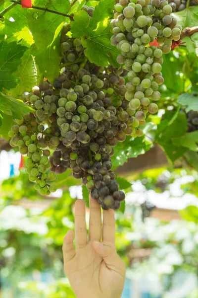 Ağaç arka planında üzüm, yiyecek konsepti 