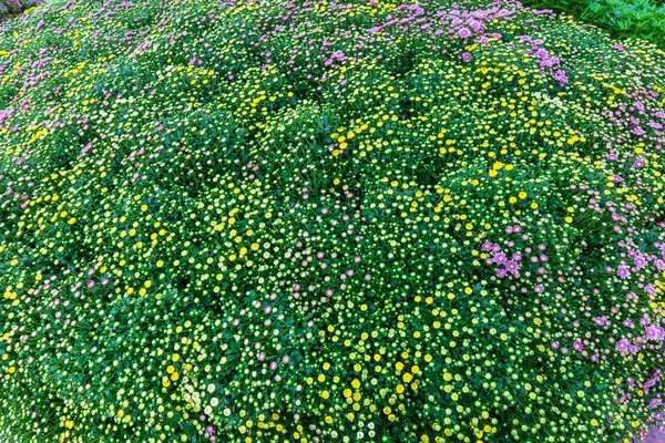 Gelbe Blumen Garten — Stockfoto