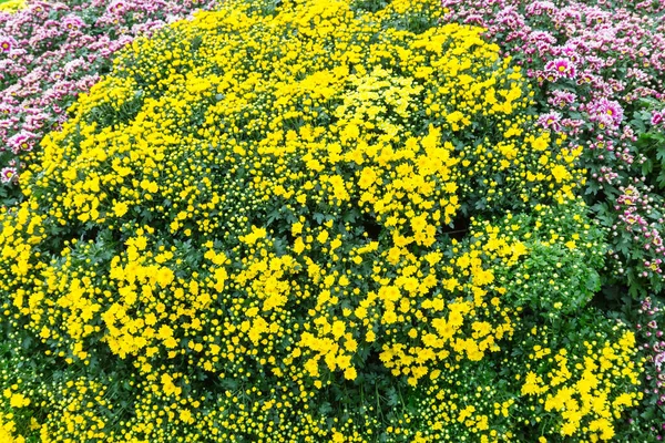 Gelbe Blumen Garten — Stockfoto