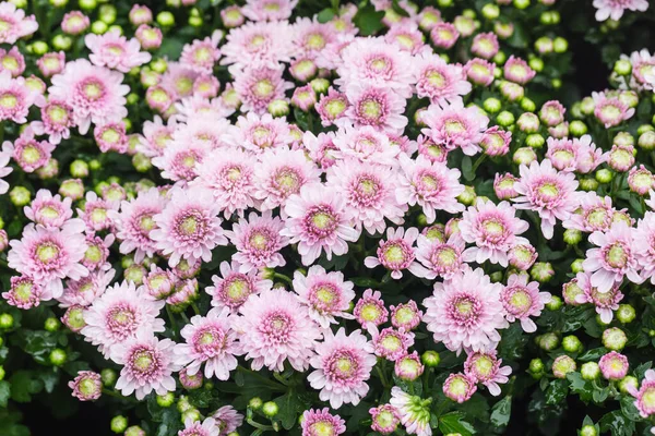 Bahçedeki pembe çiçekler