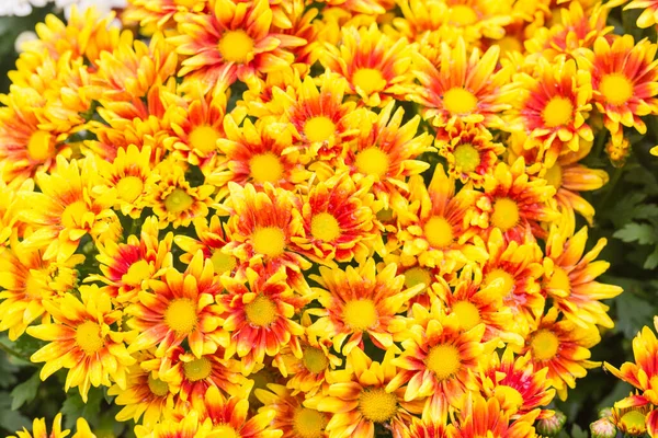 Schöne Chrysanthemenblüten Garten — Stockfoto