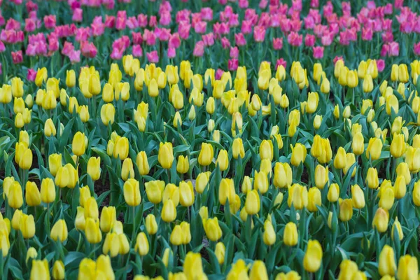 Beautiful Colorful Tulips Flowers Nature Background Garden — Stock Photo, Image