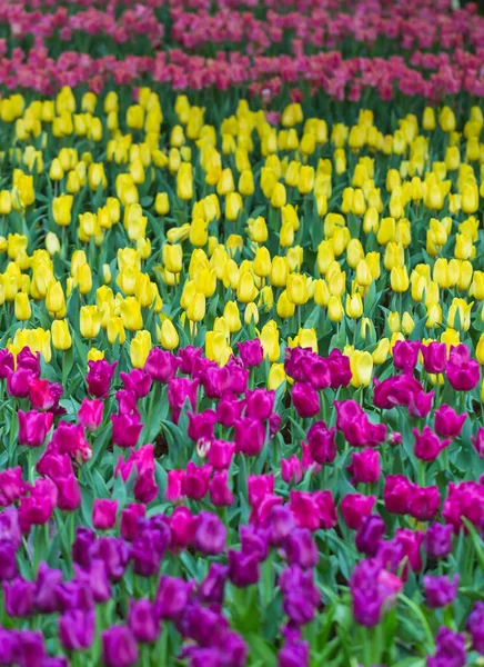 Beautiful Colorful Tulips Flowers Nature Background Garden — Stock Photo, Image