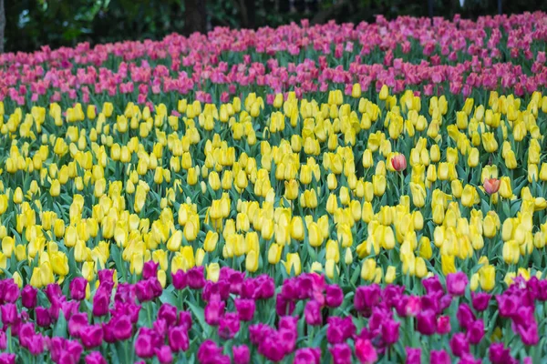 Beautiful Colorful Tulips Flowers Nature Background Garden — Stock Photo, Image
