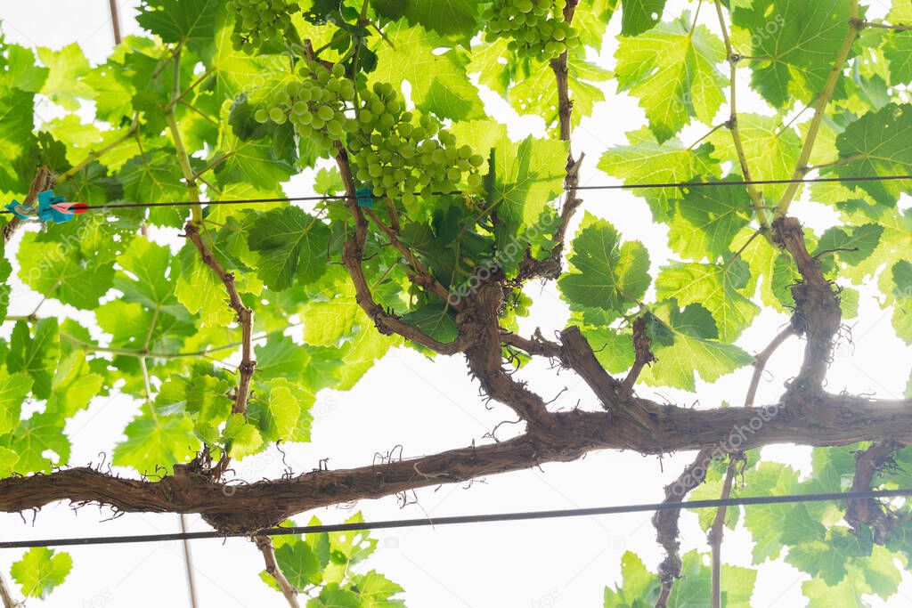 vine leaves on the vineyard