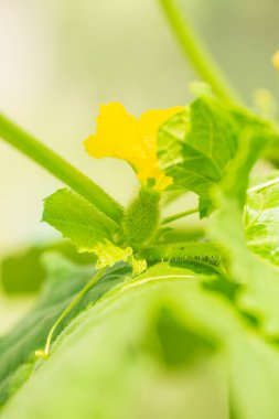 Yeşil yapraklı sarı kavun çiçeği meyvesi. 