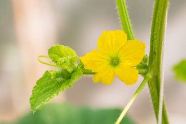 Yeşil yapraklı sarı kavun çiçeği meyvesi. 
