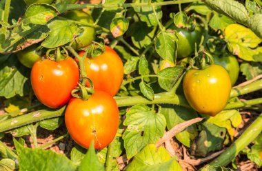 Domatesler bahçede