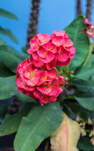 Roze Bougainvillea Bloem Tuin — Stockfoto