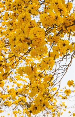 Ağaçtaki sarı yapraklar