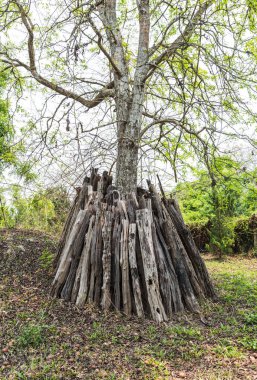 Ormandaki yaşlı ağaç kütüğü