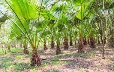 Bahçede sıralanmış yeşil şeker kamışı bitkileri