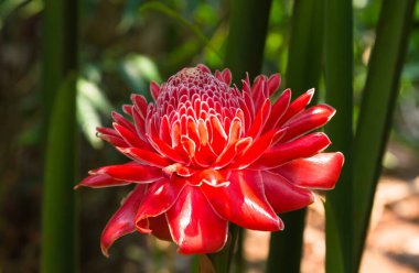 Bahçede kırmızı yıldız çiçeği