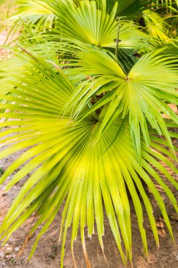 Arka planda palmiye yaprakları