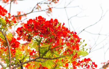 Bahçedeki kırmızı çiçekler