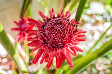 Etlingera Elatior veya Red Torch Ginger 