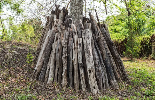 Starý Pařez Stromu Lese — Stock fotografie