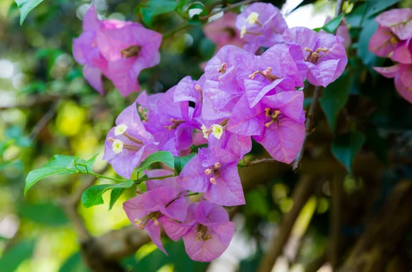 Pink Bougainvillea Blooms Garden — Stock Photo, Image