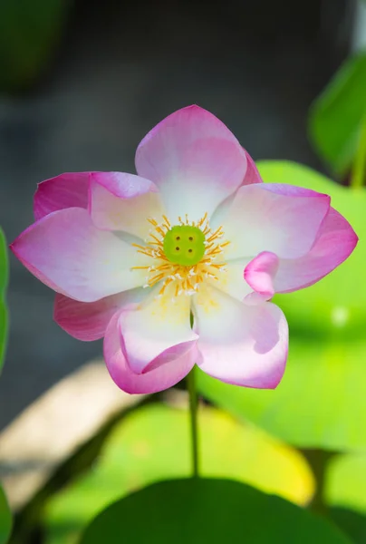 Großer Rosa Lotus Und Grünes Blatt — Stockfoto