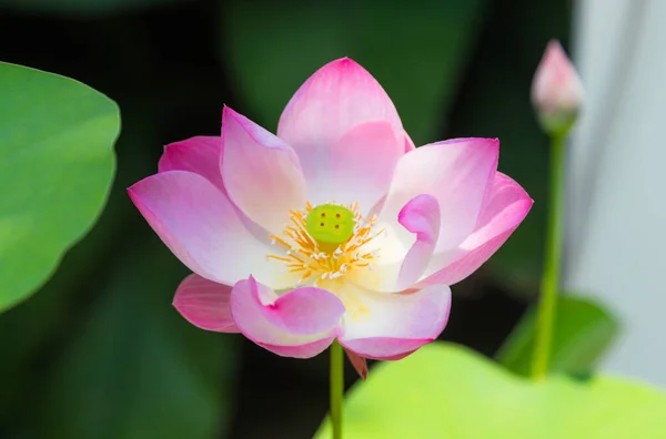 Großer Rosa Lotus Und Grünes Blatt — Stockfoto
