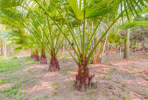 Plantación Arroz Verde Tailandia — Foto de Stock
