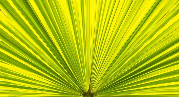 Hoja Una Palmera — Foto de Stock