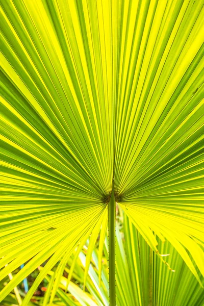 Sfondo Foglia Palma Verde — Foto Stock