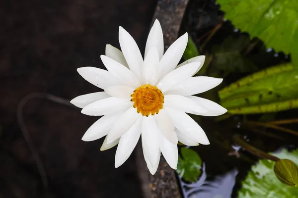 Weiße Lotusblume Teich — Stockfoto