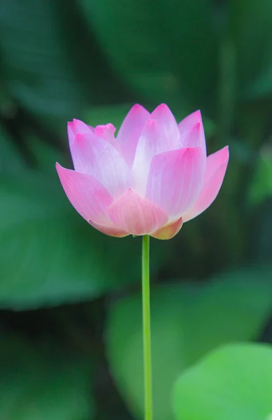 Gölette pembe nilüfer çiçeği