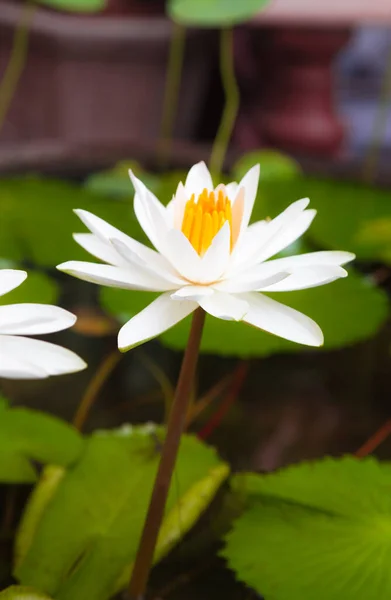 Schöne Seerose Oder Lotusblume Teich — Stockfoto