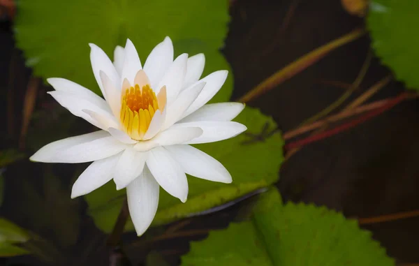 Güzel nilüferler veya nilüfer çiçekleri gölette 