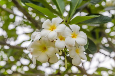 Ağaçtaki tesisat çiçekleri