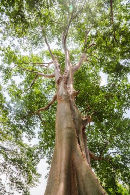 Ormandaki uzun bir ağaç