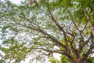 Bahar mevsiminde büyük ağaç ve yeni yeşil yaprak