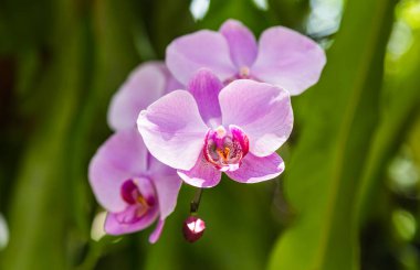Bahçede pembe orkide çiçeği