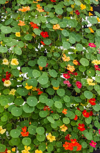 Grüne Blätter Und Blumen Hintergrund — Stockfoto