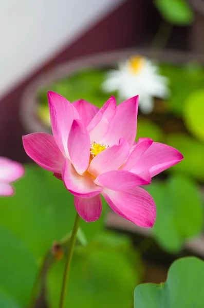 Rosa Lotusblume Teich — Stockfoto