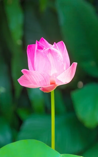 Lotusblume Und Grünes Blatt Der Natur — Stockfoto
