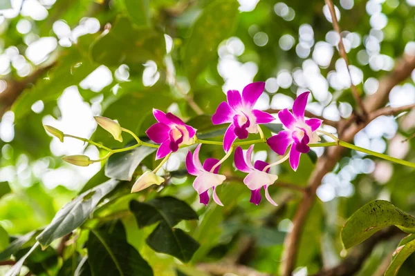 Bahçede pembe orkide çiçekleri