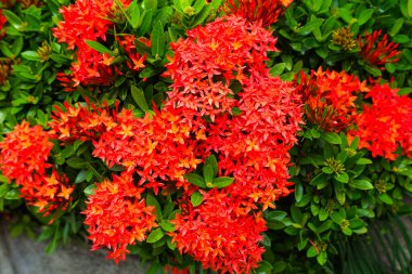 kırmızı çiçekler yakın görünüm 