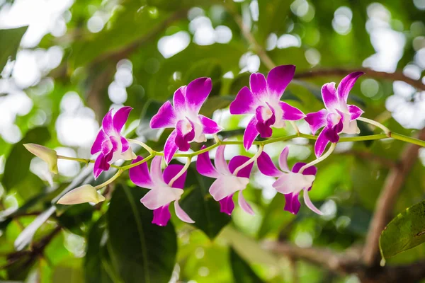 Bahçedeki pembe ortanca çiçeğinin güzelliği