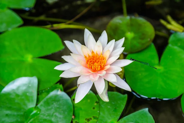 Nilüfer çiçeği yakın görünüm 