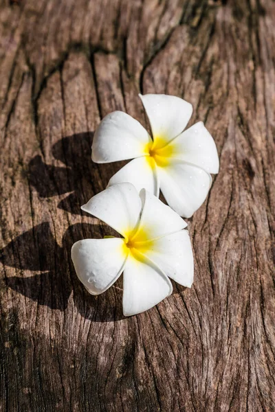 Bir buket sarı plumeria ya da frangipani çiçeği. 