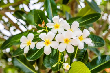 Bahçedeki ağaçta sarı bir buket plumeria ya da frangipani çiçeği.