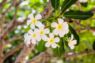 Bahçedeki ağaçta sarı bir buket plumeria ya da frangipani çiçeği.