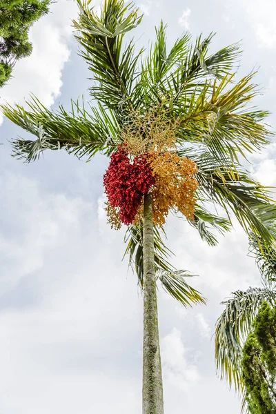 Palma Verde Fruta Roja Verano — Foto de Stock